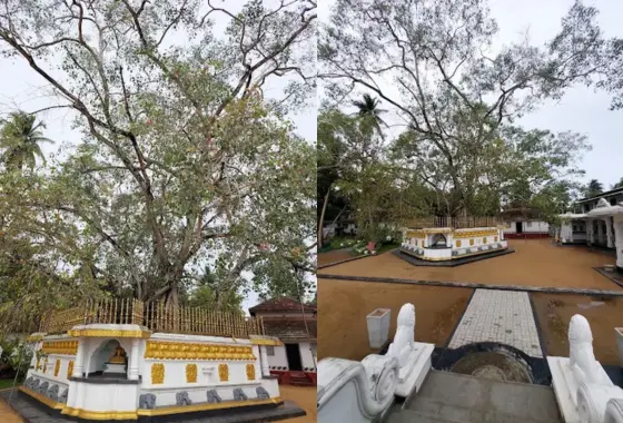Sacred Bodhi Tree with golden Bodhi Prakaraya railing at Madavilgoda Temple